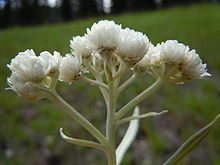 Antennaria anaphaloides (8043552094) .jpg