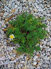 Photo from Karlsruhe, Germany. Anthemis arvensis 001.JPG