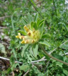 Anthyllis vulneraria