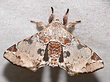 Apatelodid Moth (Apatelodes nina) (27174421318).jpg