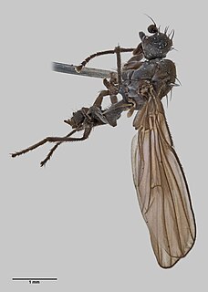 <i>Apetaenus</i> Genus of flies