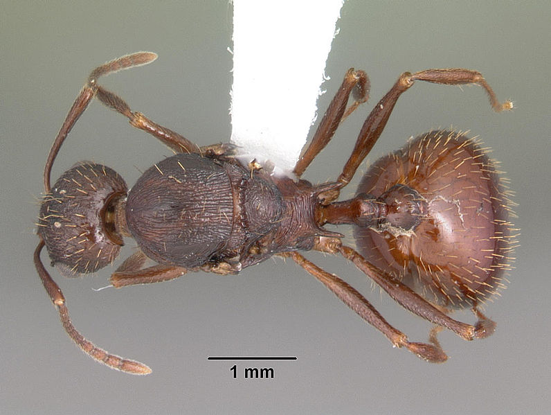 File:Aphaenogaster fulva casent0103588 dorsal 1.jpg