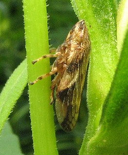 <i>Aphrophora quadrinotata</i> Species of true bug