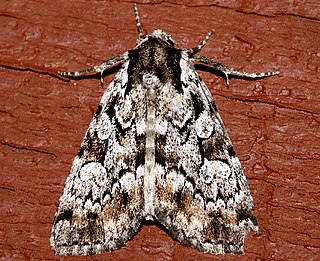 <i>Aplectoides condita</i> Species of moth