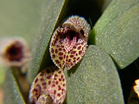 Acianthera hystrix