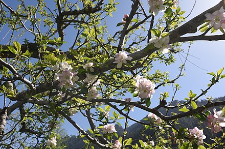 Apple blossoms in Manali, Himachal Pradesh