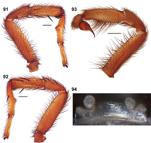 File:Aptostichus angelinajolieae anatomy (Zookeys).jpg