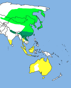 Rozšíření rorýse východoasijského zeleně – hnízdiště žlutě – zimoviště tmavě zeleně – hnízdiště bývalých poddruhů