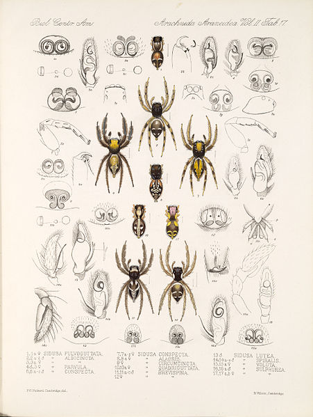 File:Arachnida Araneidea Vol 2 Table 17.jpg