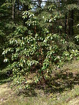 Anacortes Community Forest Lands