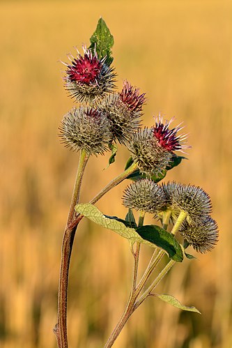 Соцветия лопуха паутинистого (Ārctium tomentōsum)