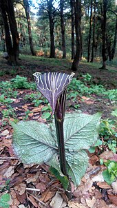 Arisaema speciosum- The Cobra Lily.jpg