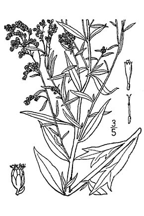 Kuvan kuvaus Artemisia ludoviciana.jpg.