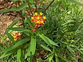Asclepias curassavica, Scarlet Milkweed 3.jpg