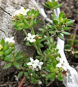 Asperula gunnii