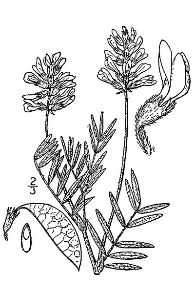 File:Astragalus australis BB-1913.jpg