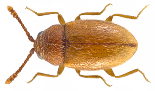 <i>Atomaria lewisi</i> Species of beetle