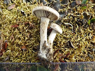 <i>Atractosporocybe</i> Genus of fungi