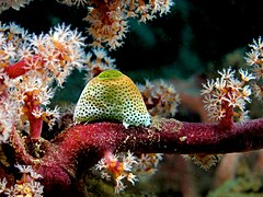 Atriolum robustum on Siphonogorgia godeffroyi (Cherry Blossom Coral)