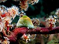 14 Atriolum robustum (Ascidian) on Siphonogorgia godeffroyi (Soft tree coral) uploaded by Nhobgood, nominated by Citron