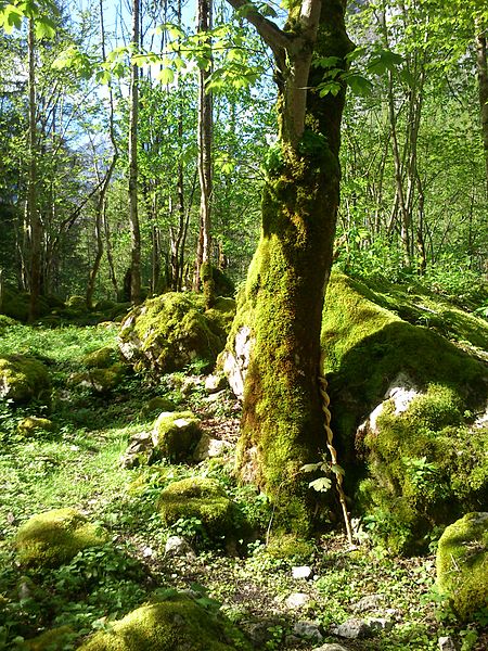 File:Auf dem weg zum Obersee 02.JPG