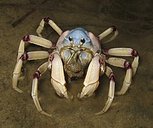 The soldier crab is an important prey species of the estuary stingray. Aus soldier Crab.jpg