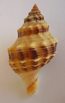 Austrofusus glans