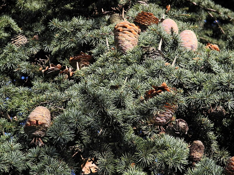 File:Bürkliplatz - Cedrus libani 2012-03-21 16-29-16 (P7000).JPG