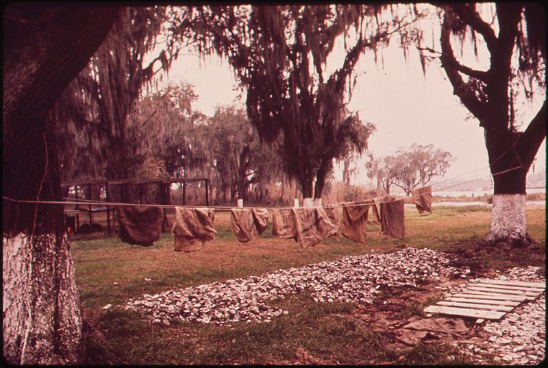 File:BURLAP SACKS USED FOR CARRYING OYSTERS HANG ON LINE TO DRY - NARA - 545954.jpg