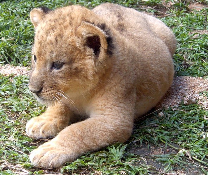 File:Baby Cub (411574241).jpg