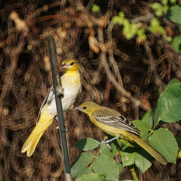 File:Backyard Oriole's (35953205836).jpg