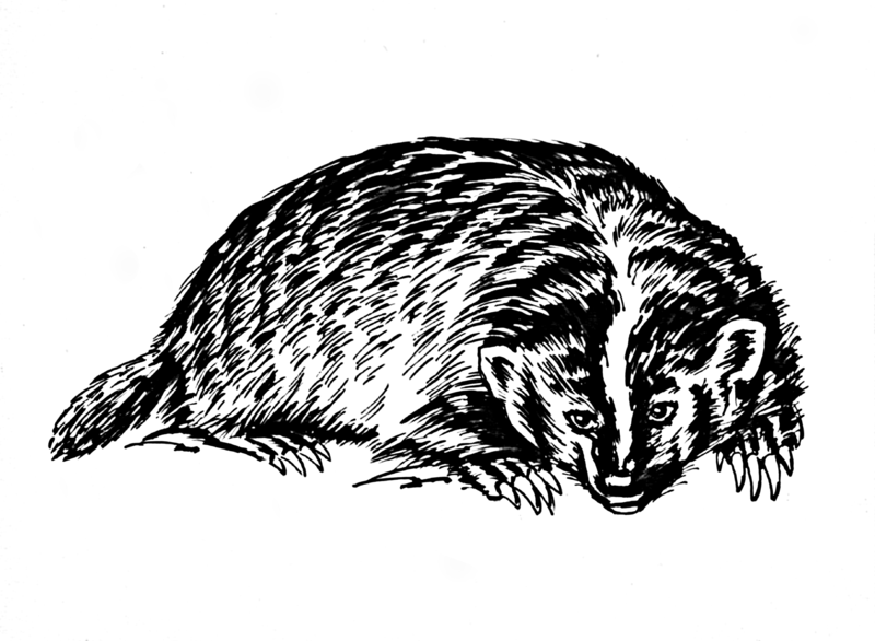 File:Badger (PSF).png