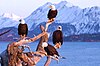 Bald eagles in Homer