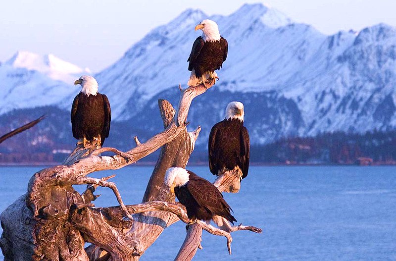 File:Bald Eagles Homer Alaska USA.jpg