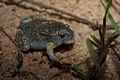 Balloon Frog (Glyphoglossus molossus)3.jpg