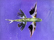 The band-wing flying fish has enlarged pectoral and pelvic fins.