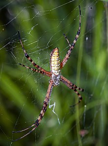 Female Banded Argiope (Argiope trifasciata) - female.jpg