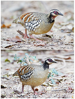 Bar-backed Partridge