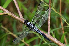 Bar-winged Skimmer (laki-laki) - Libellula axilena, Bles Park, Ashburn, Virginia - 7680753076.jpg