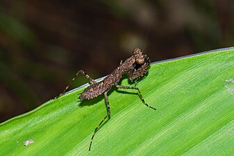 Unidentified Mantodea