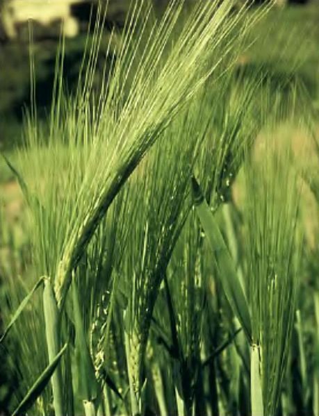 File:Barley ears (LPCC, 433).jpg