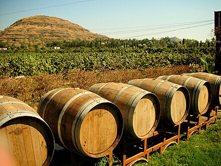 Vineyards of Chateau Indage in Pune