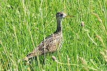 Bartramia longicauda Dakota Grassland.jpg