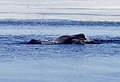 Bearded seal hunting in Foxe Basin