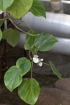Liste des espèces du genre Begonia - Wikiwand