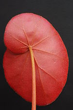 Gambar mini seharga Begonia lyman-smithii