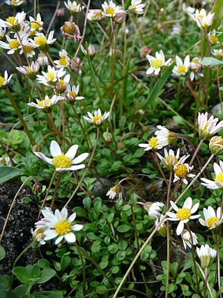 <i>Bellium</i> Genus of flowering plants in the daisy family Asteraceae