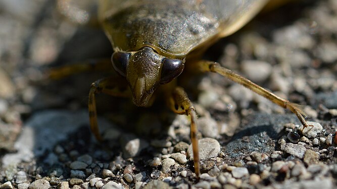 Giant Water Bug (Belostomatidae)