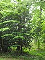 image=https://commons.wikimedia.org/wiki/File:Bergpark_Wilhelmshöhe_-_Baum_207b_2019-05-31.JPG