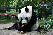 Panda, 2008